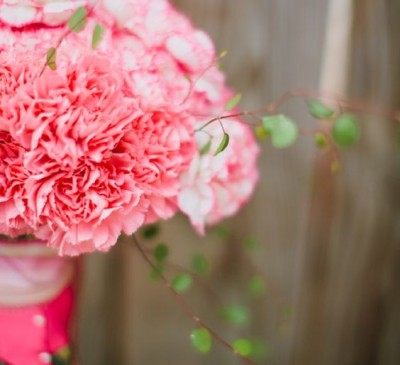 Carnation Chabaud Grenadine Salmon 